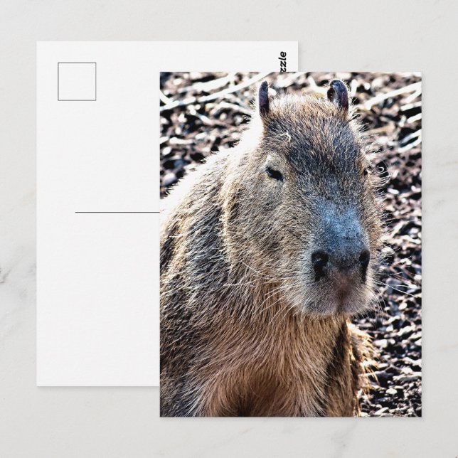 WILD ANIMAL CAPYBARA POSTCARD (Front/Back)