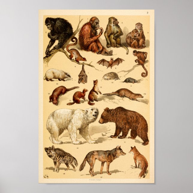Wild Animal Collection Bear Wolf Monkeys Print (Front)