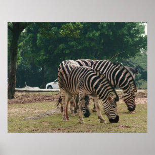 Wild animal zoo, zebras poster