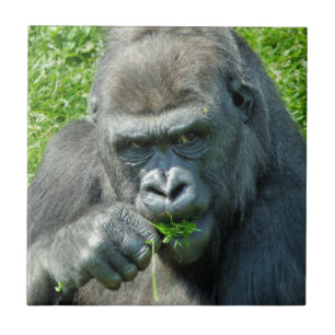 WILD ANIMALS - GORILLAS CERAMIC TILE