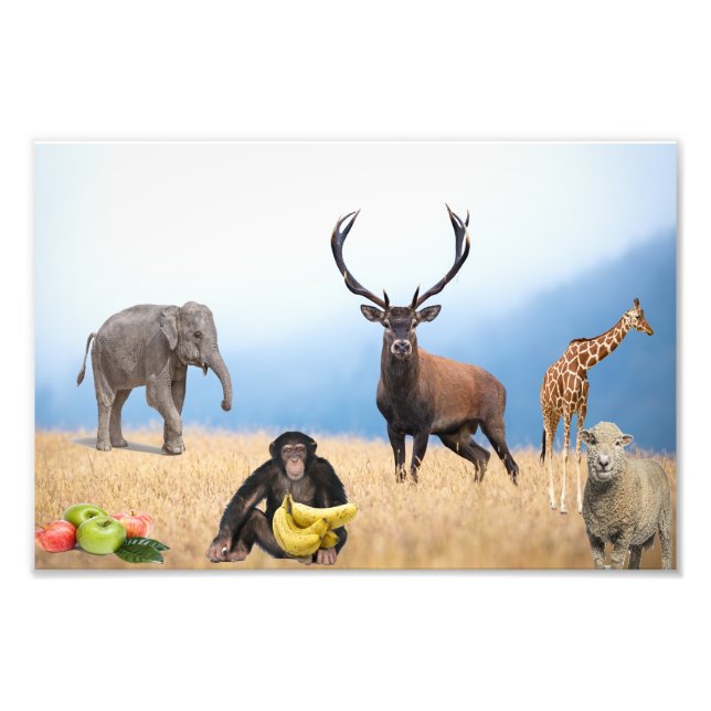 Wild Animals Photo Print (Front)