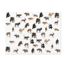 Wild Animals