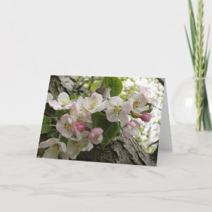 Wild Apple Blossoms - Greeting Card