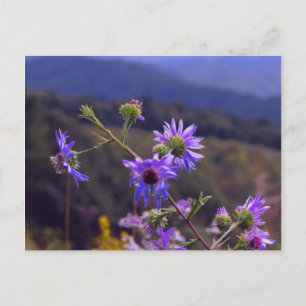 Wild Asters Postcard