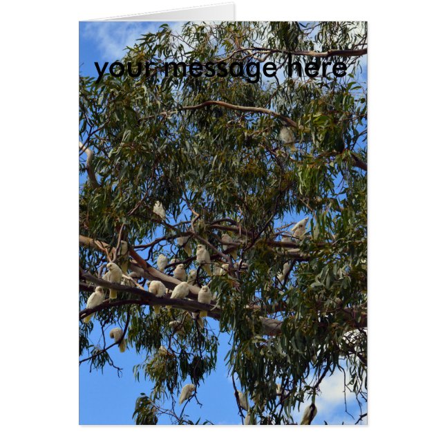 Wild Australian Cockatoos, (Front)