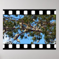 Wild Australian Cockatoos In Gum Trees,