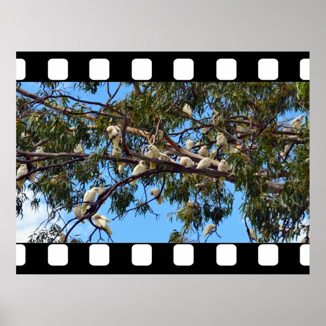 Wild Australian Cockatoos In Gum Trees, Poster (Front)