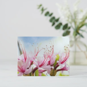 Wild Azalea Blossoms Invitation Postcard