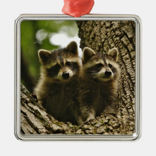 Wild Baby Raccoons Photo Metal Ornament