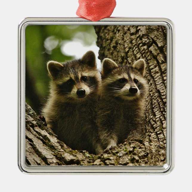 Wild Baby Raccoons Photo Metal Ornament (Front)