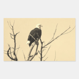 Wild Bald Eagle Stickers