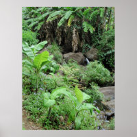 Wild Banana Trees