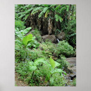 Wild Banana Trees Poster