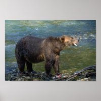 Wild Bear Got His Salmon At Toba Inlet
