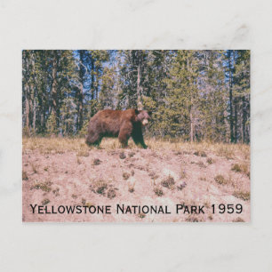 Wild Bear Retro Yellowstone Park 1959 Postcard