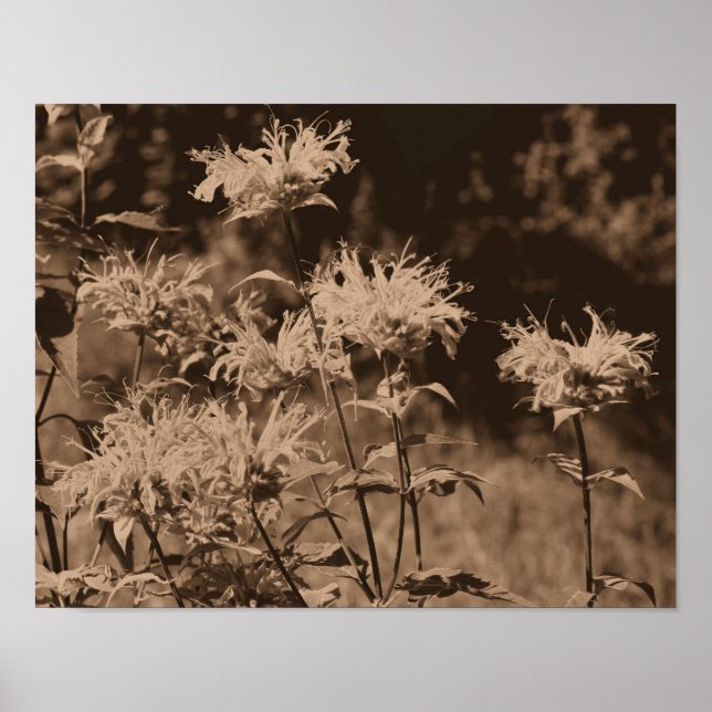 Wild Bee Balm Flowers In Sepia Brown Poster (Front)