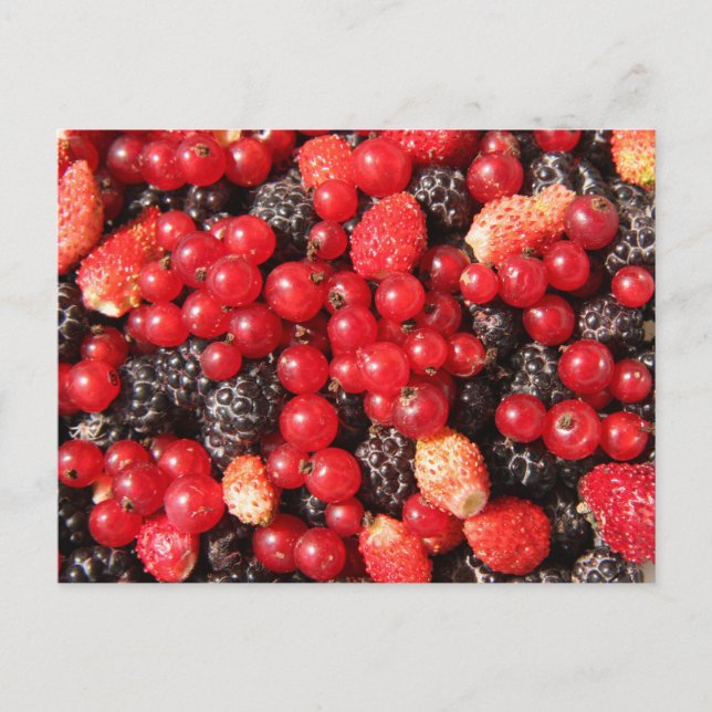 wild berries postcard (Front)