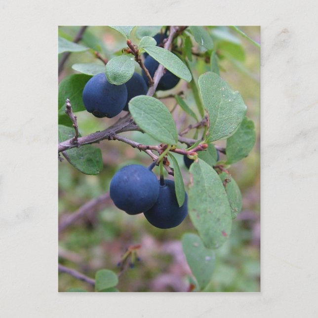 Wild Berries postcard, customise Postcard (Front)