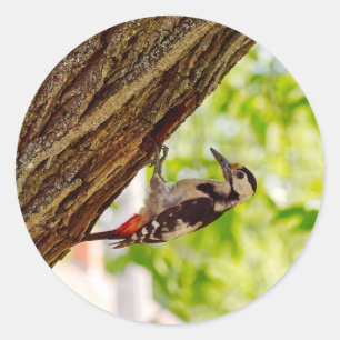 Wild Bird Green Leafy Background Photo Classic Round Sticker