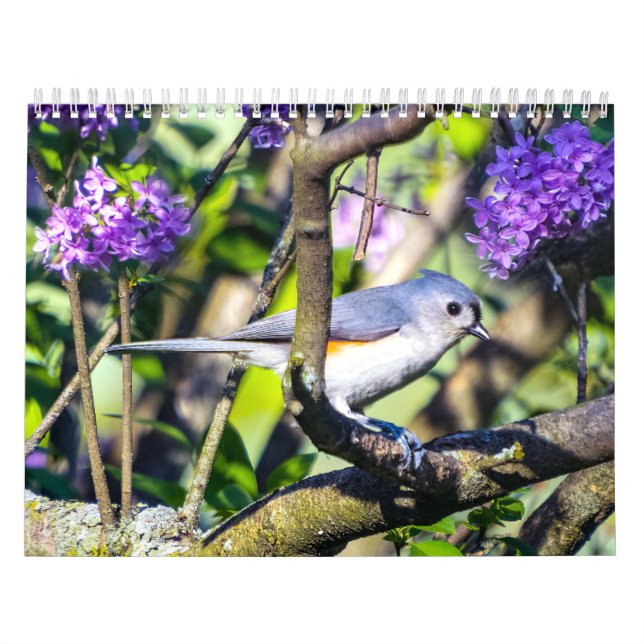 Wild Bird Photo Calendar (Cover)