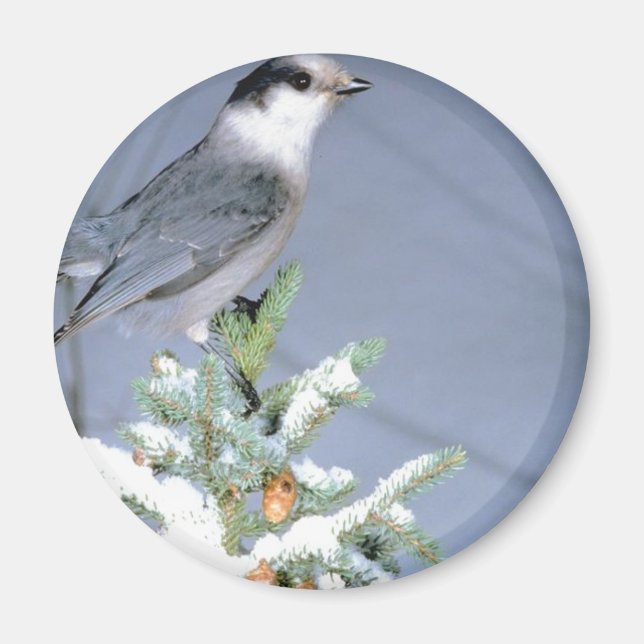 Wild Bird Winter Magnet (Front)