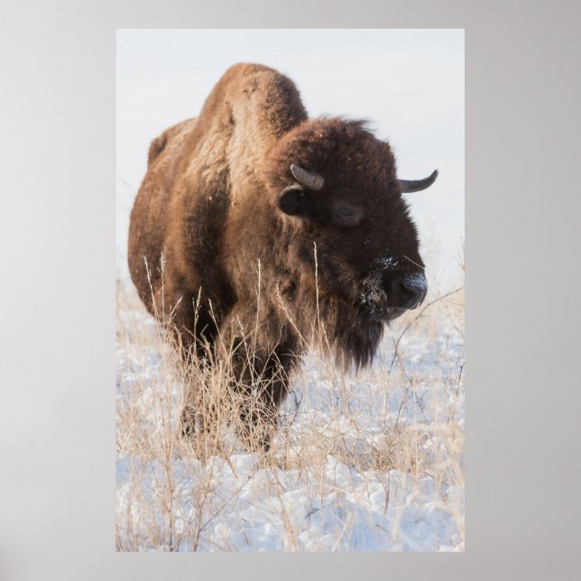Wild Bison Poster (Front)