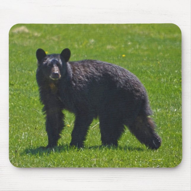 Wild Black Bear and Grass Wildlife Photo Mouse Pad (Front)