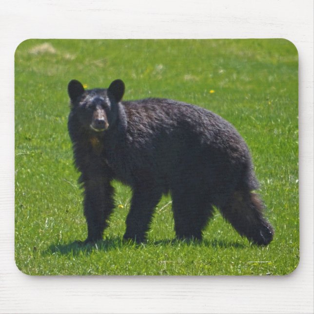 Wild Black Bear and Grass Wildlife Photo Mouse Pad (Front)