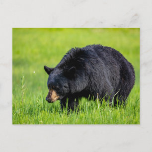 Wild black bear in North America postcard