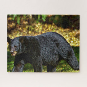 Wild Black Bear. Jigsaw Puzzle