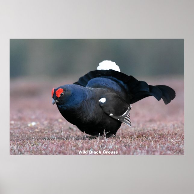 Wild Black Grouse Poster (Front)