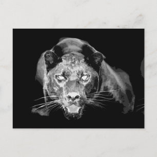 Wild Black Jaguar Cat Eyes Postcards