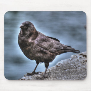 Wild Black Raven Standing on Rocks Mouse Pad