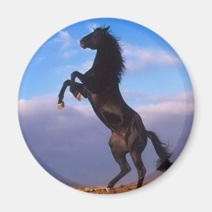 Wild Black Stallion Rearing Horse Magnet