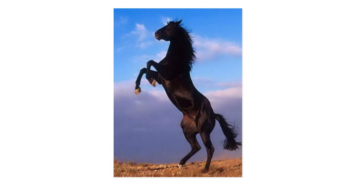 wild_black_stallion_rearing_horse_postcard r524d2dfcf4af45d7a4db1a593f3ae1a9_vgbaq_8byvr_630
