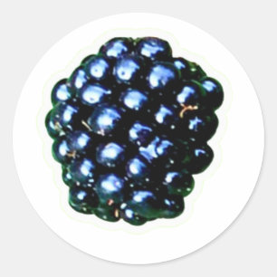 wild blackberry sticker, ripening bramble berry, e classic round sticker