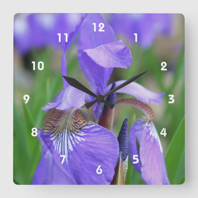 Wild Blue Flag Iris Flower Square Wall Clock (Front)