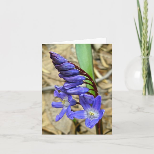 Wild Blue Hyacinth Note Card (Front)