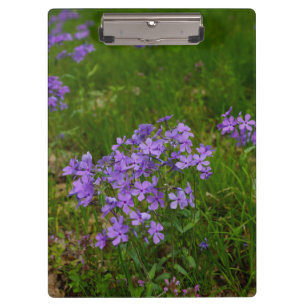 Wild Blue Phlox Clipboard