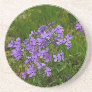 Wild Blue Phlox Coaster