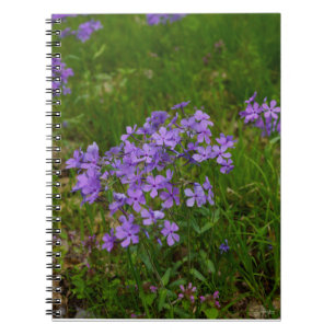Wild Blue Phlox Notebook