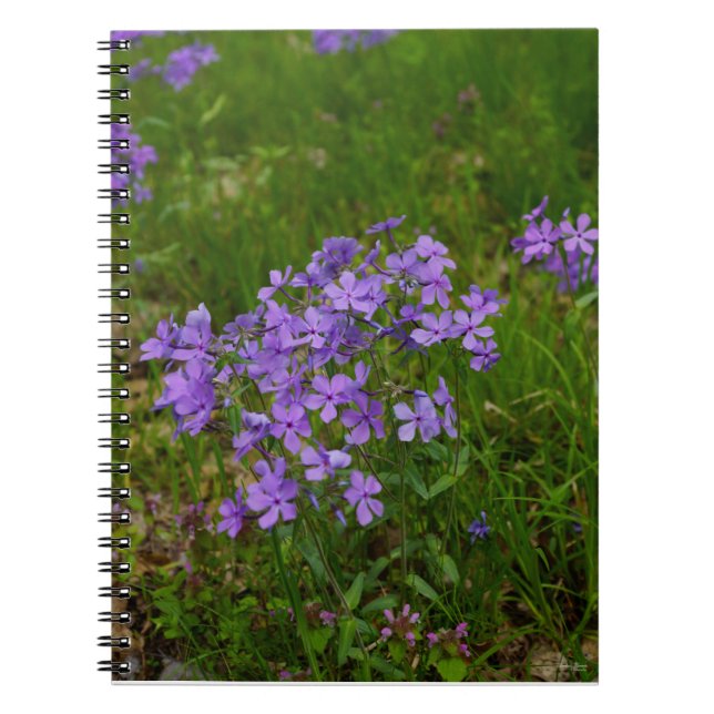 Wild Blue Phlox Notebook (Front)