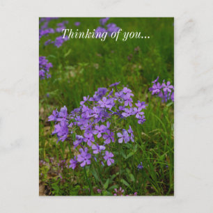 Wild Blue Phlox Thinking Of You Postcard