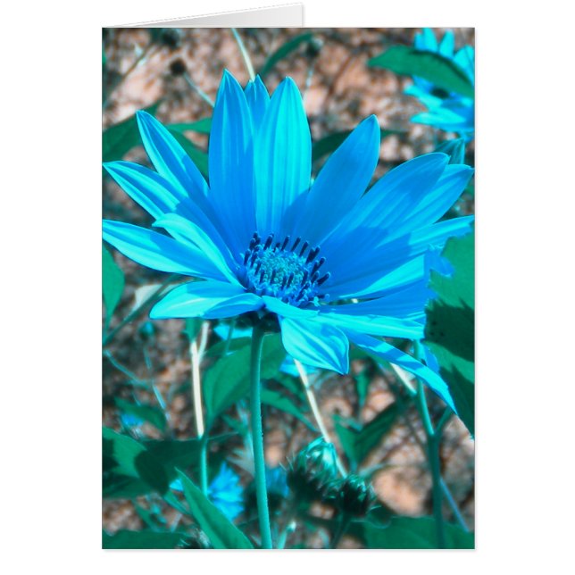 Wild Blue Sunflower Card *customise* (Front)
