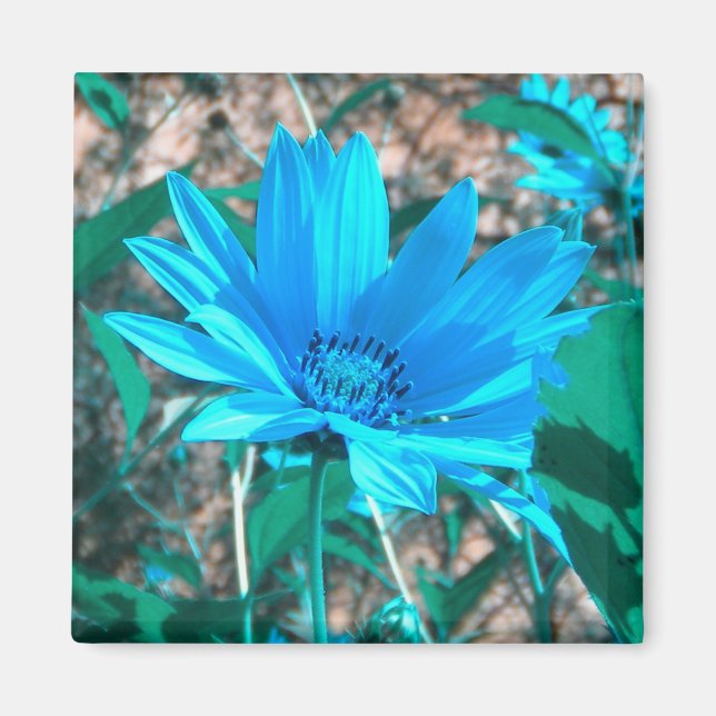Wild Blue Sunflower Magnet (Front)