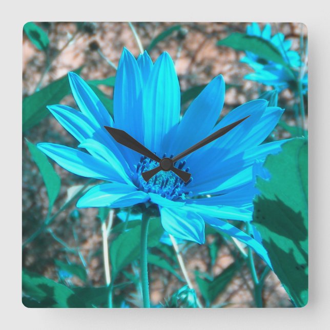 Wild Blue Sunflower Wall Clock (Front)
