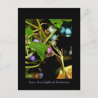Wild Blueberries Postcard
