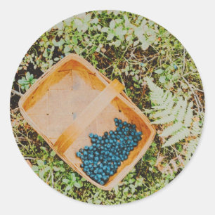 Wild blueberry picking in swedish forest  classic round sticker