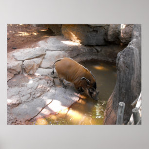 Wild boar at Fuengirola zoo Poster
