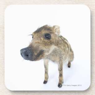 Wild boar coaster